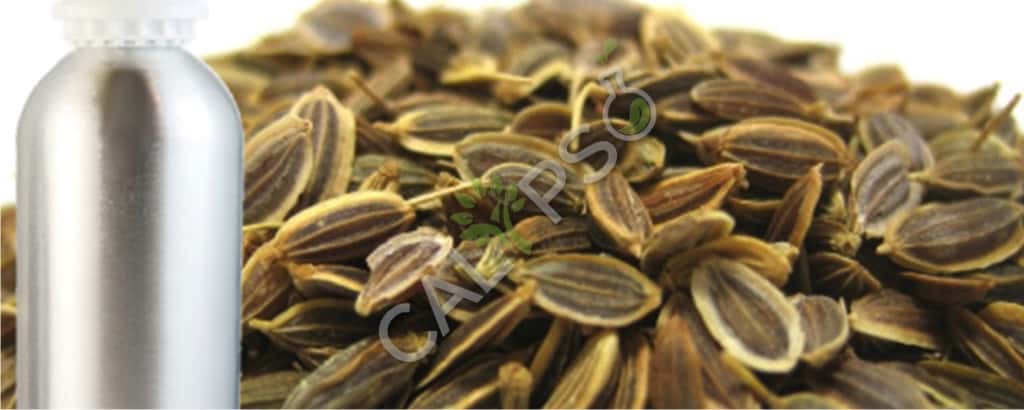 Dill Seed Natural Oil